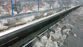 Консультационные услуги по технологии искусственного осеменения  